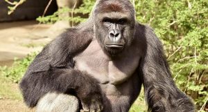 Gorilla in a dream