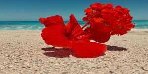 Red roses in a dream