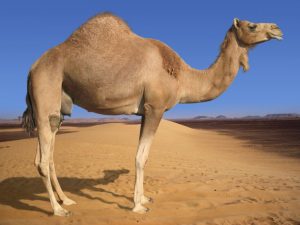 Interpretation of seeing a camel in a dream