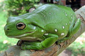 Interpretation of a dream about a frog in the house