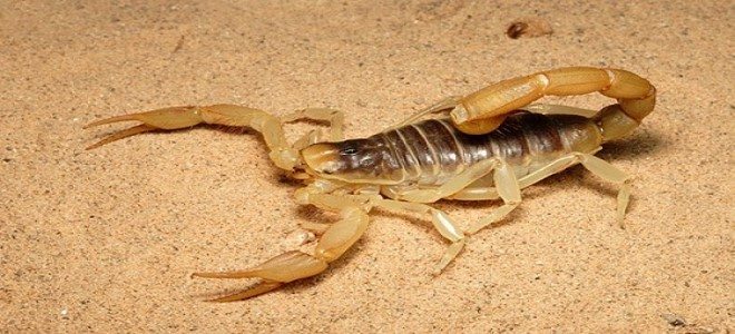 Kuuraya scorpion kuhope