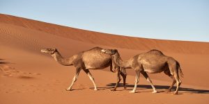 Interpretation of a camel dream