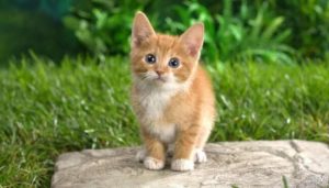 Interpretation of seeing a cat in a dream