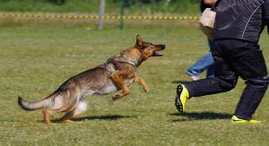 Dog attack in a dream