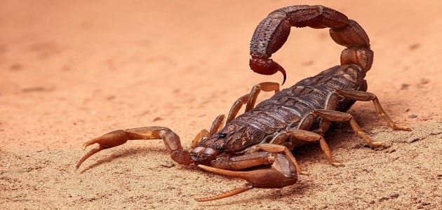 Jeg dræbte en skorpion i en drøm