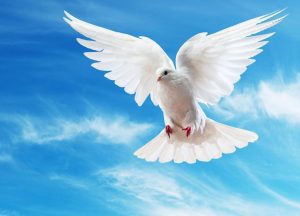 Interpretation of a dream about white pigeons