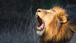 الأسود في المنام