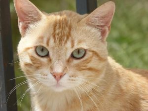 تفسير حلم القط للعزباء