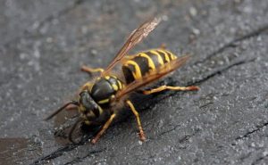 Hornet in a dream