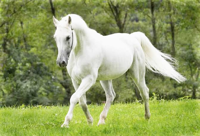 الحصان الأبيض في المنام