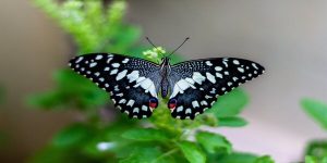 Butterfly in a dream
