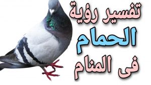 تفسير حلم الحمام للمتزوجه