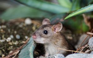 تفسير حلم الفأر في المنام