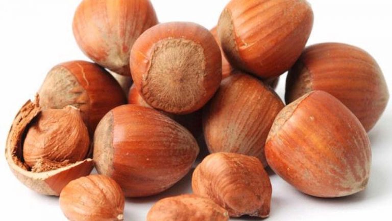 البندق في المنام