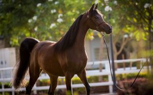 Interpretation of a dream about a brown horse