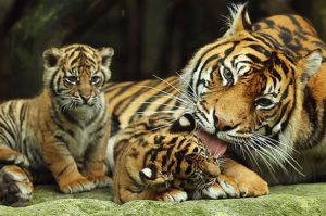 Tigers in a dream