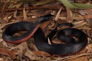 Interpretation of a dream about a black snake