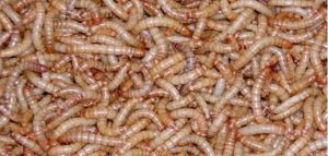 Interpretation of a dream about worms