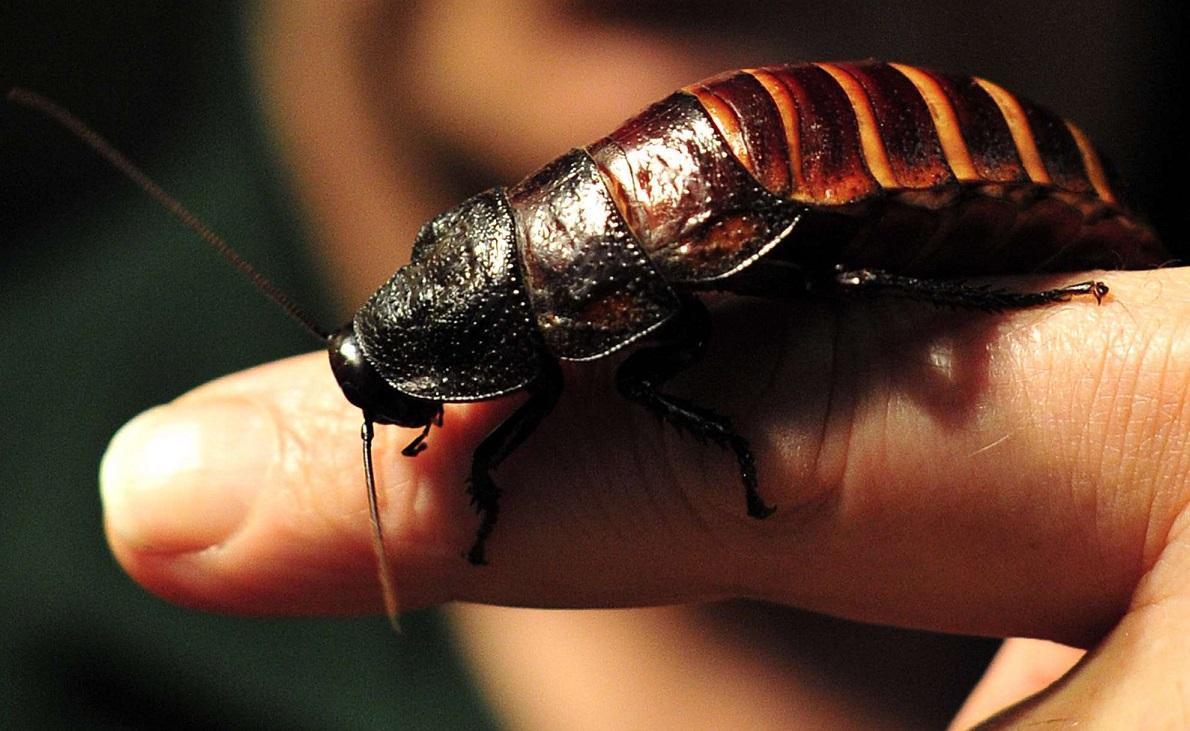 Fortolkning af en drøm om kakerlakker, der går på en gift kvindes krop