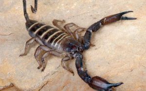 Tafsiran mimpi tentang kala jengking