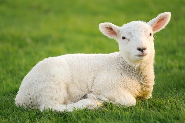 Unen tulkinta lampaista