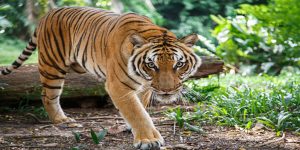 Interpretation of a dream about running away from a tiger