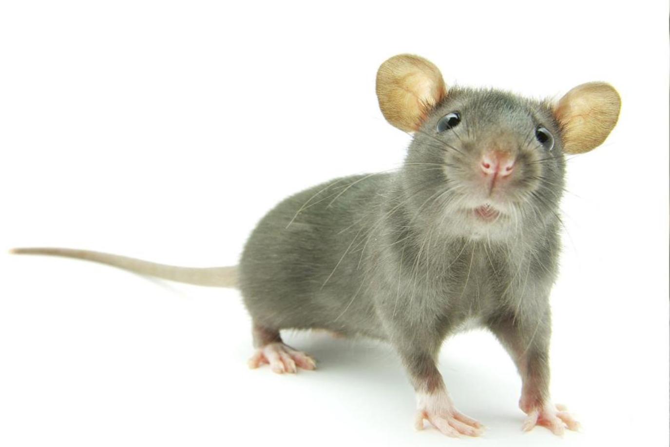 Dudziro yekuona grey mouse muchiroto