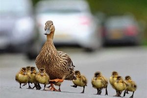 Seeing ducks in a dream