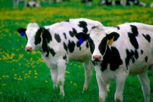 Seeing a cow in a dream