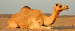Seeing a camel in a dream by Ibn Sirin