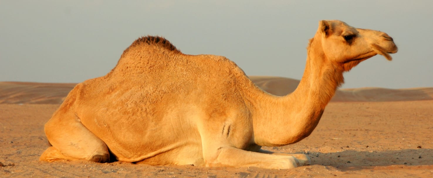 Kamelin näkeminen unessa