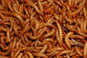 Seeing worms in a dream