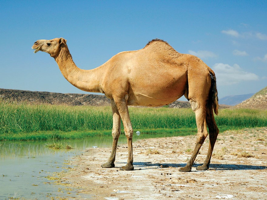 Зүүдэнд байгаа тэмээ