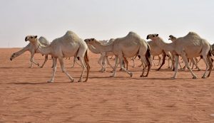 رؤية الإبل في المنام