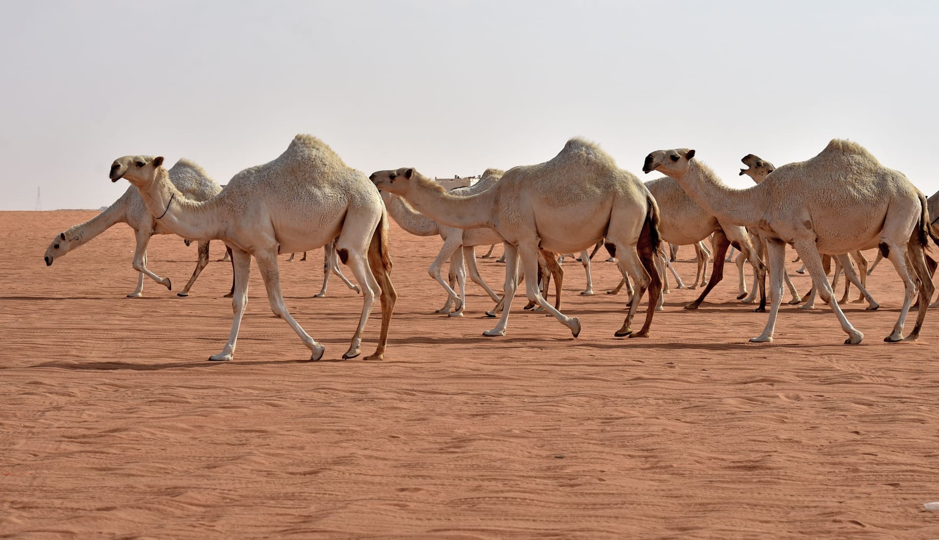At se kameler i en drøm