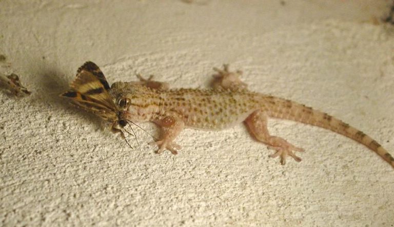 البرص في المنام