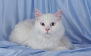 تفسير حلم القطة البيضاء للعزباء