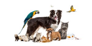Seeing animals in a dream