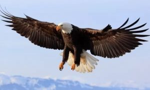 Eagle in a dream