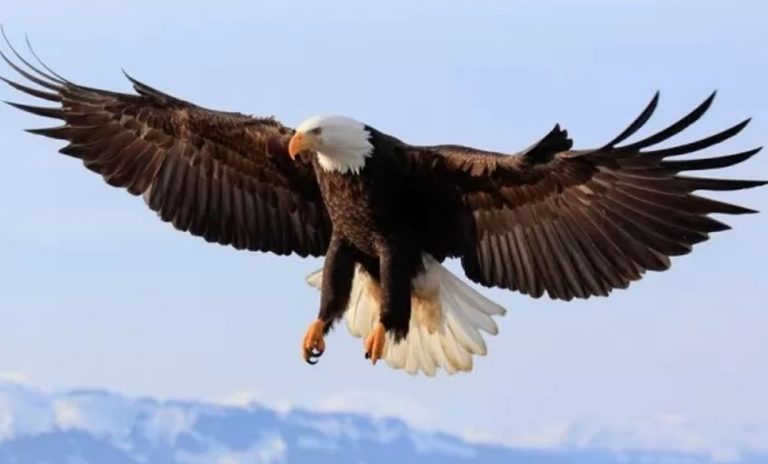 النسر في المنام