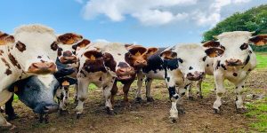Seeing cows in a dream