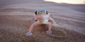 Kududzirwa kwechiroto nezve gecko pane zvipfeko
