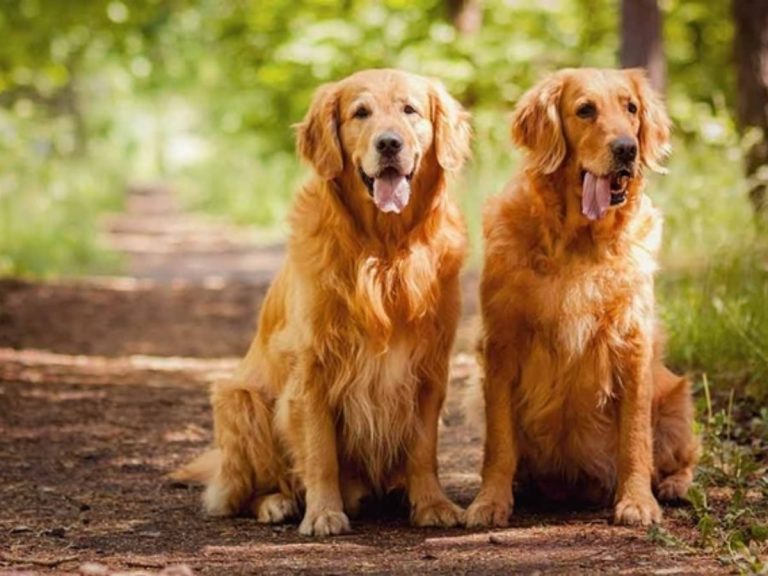 الكلب في المنام