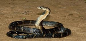 الثعبان في المنام للمتزوجة