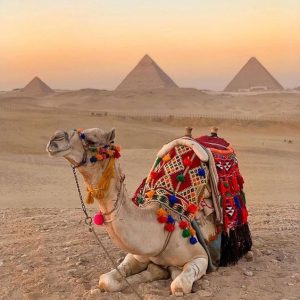 تفسير حلم الجمل الصغير في المنزل