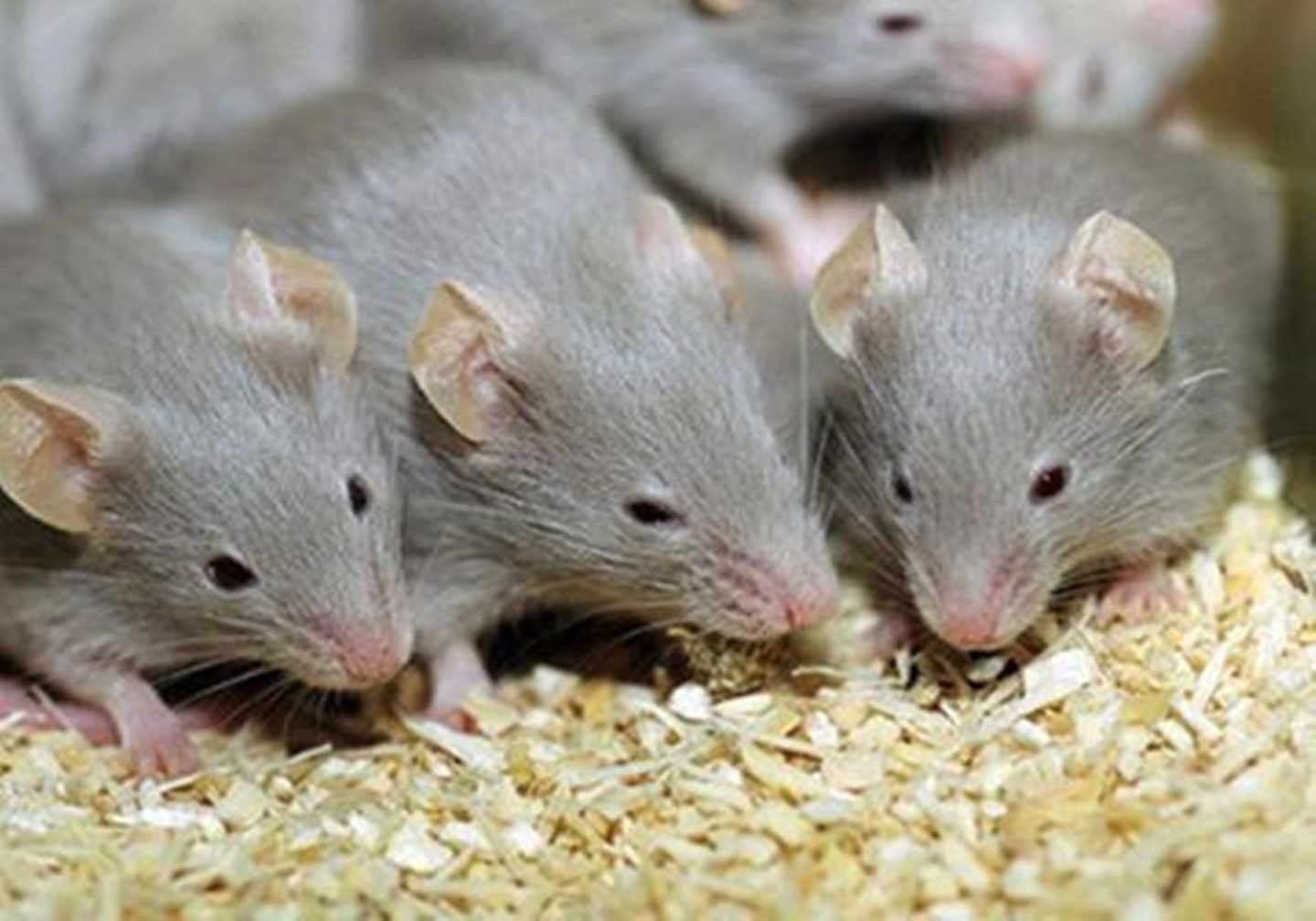 تفسير حلم الفئران الكثيرة
