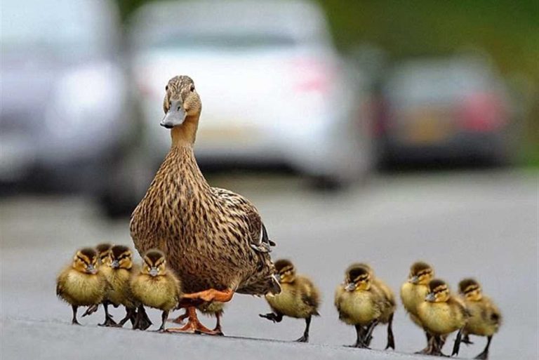 رؤية البط في المنام