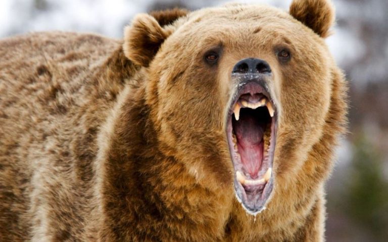 رؤية الدب في المنام