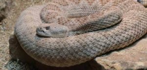 رؤية شخص يقتل ثعبان في المنام