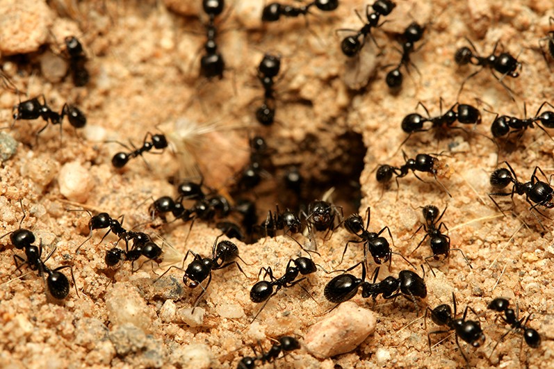 النمل للعزباء في المنام